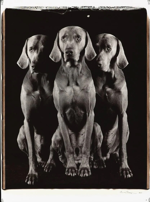 William Wegman: Private Show
