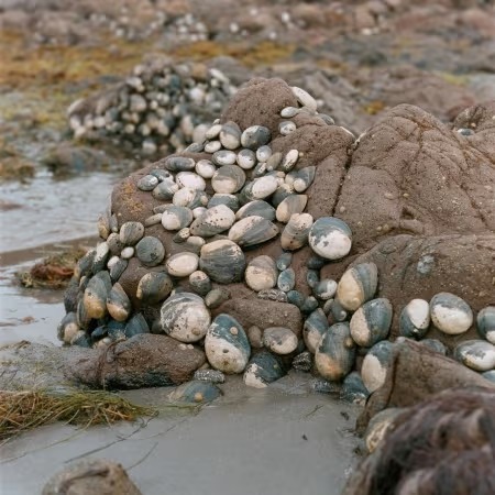 Mercedes Dorame: Deliquescence: Sites of Transformation