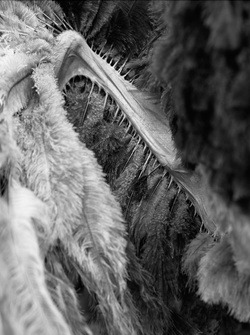 Installation view, With Feathers, Seasons