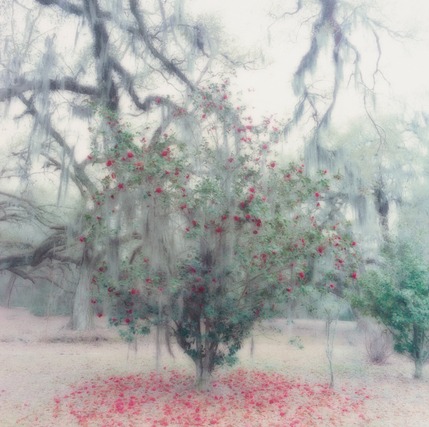 Installation view, Lynn Geesaman, Yancey Richardson · 2026 (8)