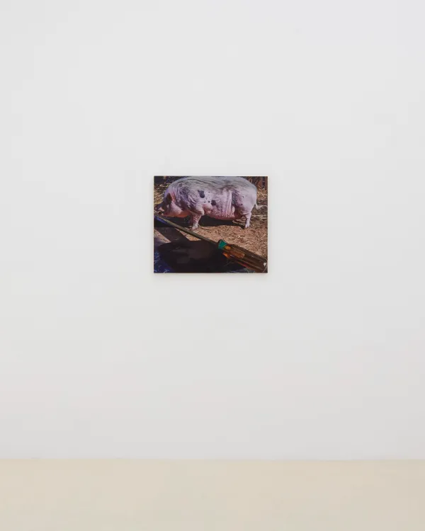 Installation view, Adam Higgins: Lollipop, Chris Sharp, Los Angeles, 2026