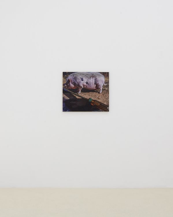 Installation view, Adam Higgins: Lollipop, Chris Sharp Gallery, 2026