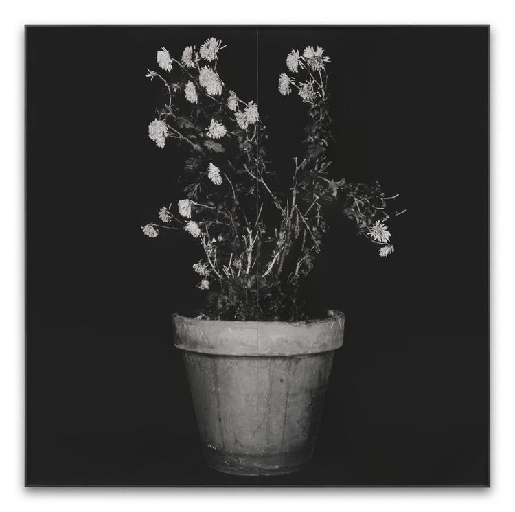 John Baldessari, Plant (Rotterdam #2), 1997–98, Black-and-white photograph, 182.9 × 182.9 cm | 72 × 72 inches, 183.5 × 183.5 cm | 72 1/4 × 72 1/4 inches (framed)