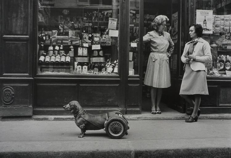 Robert Doisneau, Le Chien à Roulettes, 1977