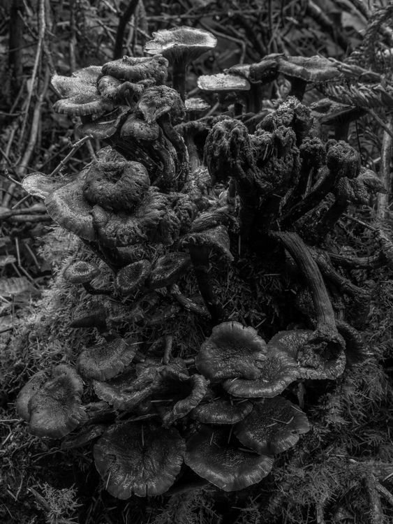 Installation view, Low Tide, Gallery Luisotti · 2026 (13)
