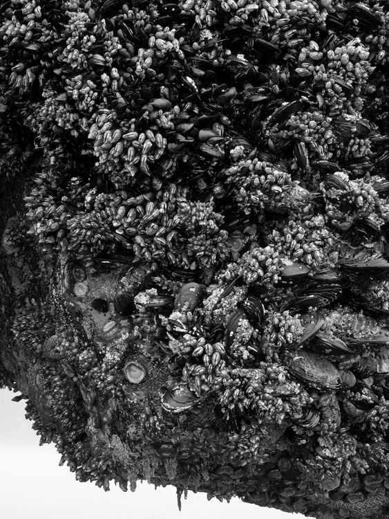 Installation view, Low Tide, Gallery Luisotti · 2026 (21)