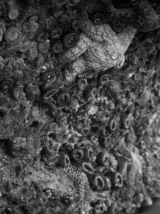Installation view, Low Tide, Gallery Luisotti
