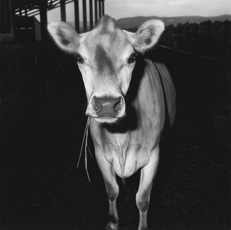 Installation view, Peter Hujar: The Gracie Mansion Show Revisited, Fraenkel Gallery · 2025 (2)