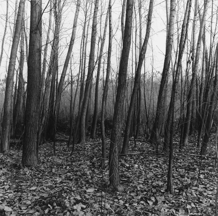 Installation view, Peter Hujar: The Gracie Mansion Show Revisited, Fraenkel Gallery · 2025 (4)