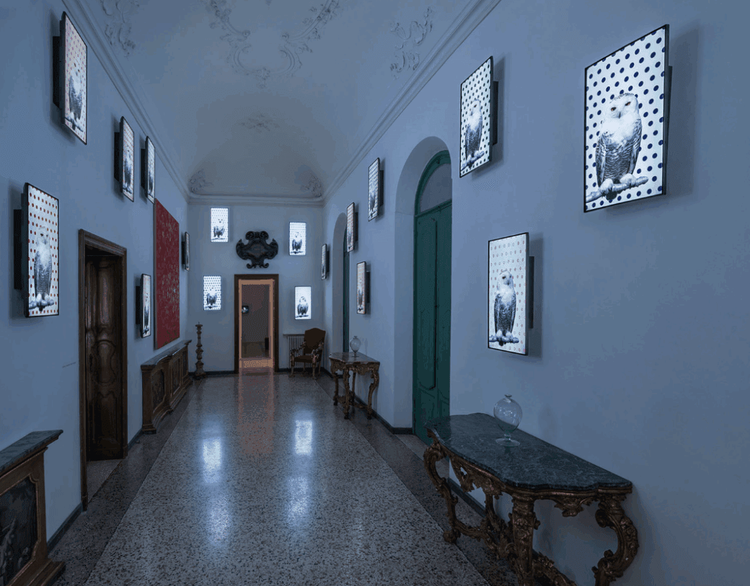 Installation view, Animals, Winston Wachter · 2025 (2)