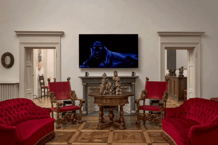 Installation view, Animals, Winston Wachter · 2025 (1)