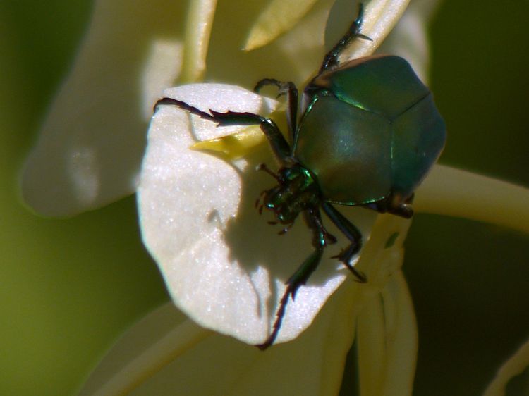 Installation view, [Beetle], David Peter Francis