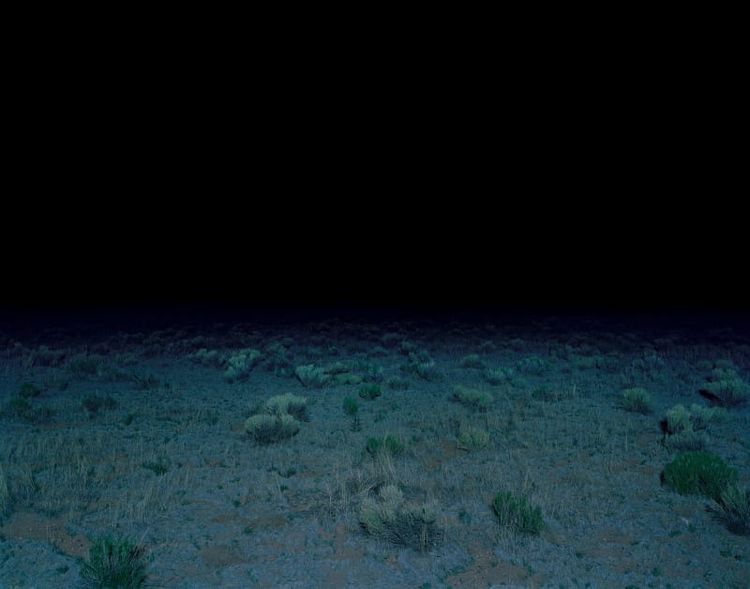 Installation view, After Dark, Flowers