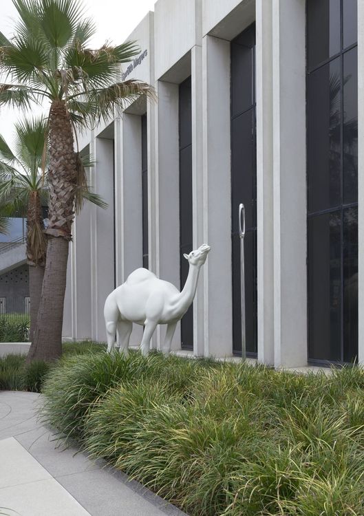 John Baldessari, Camel (Albino) Contemplating Needle (Large), 2013