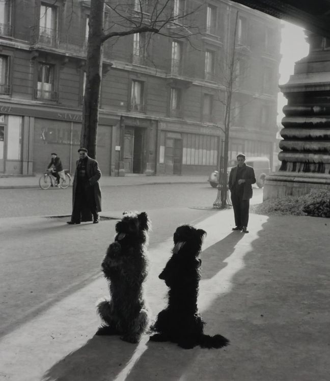 Robert Doisneau, Les Chiens de La Chapelle, 1953