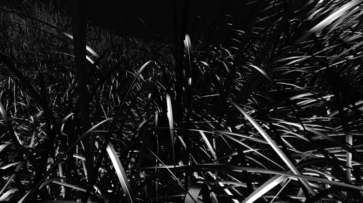 Installation view, Field, Nguyen Wahed