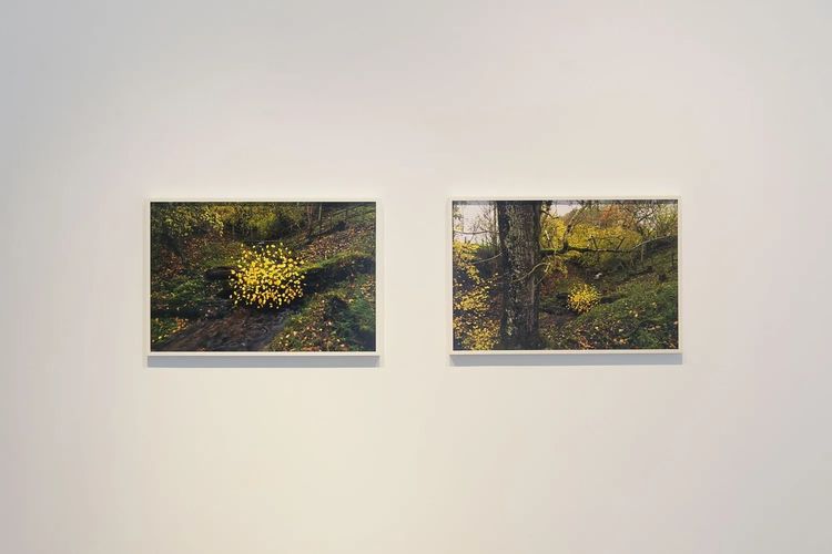 Installation view, Andy Goldsworthy: For Olle, Haines Gallery · 2026 (2)