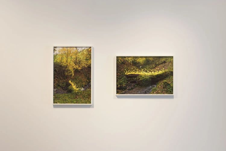 Installation view, Andy Goldsworthy: For Olle, Haines Gallery · 2026 (3)