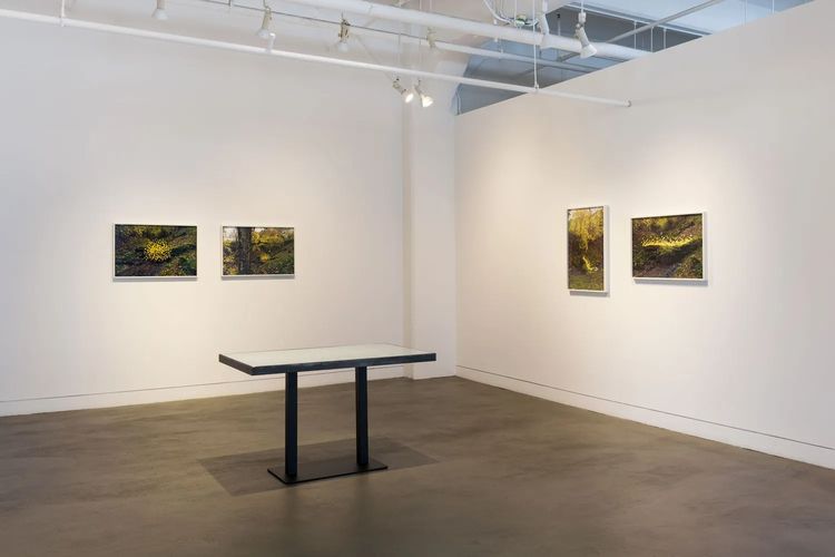 Installation view, Andy Goldsworthy: For Olle, Haines Gallery · 2026 (1)