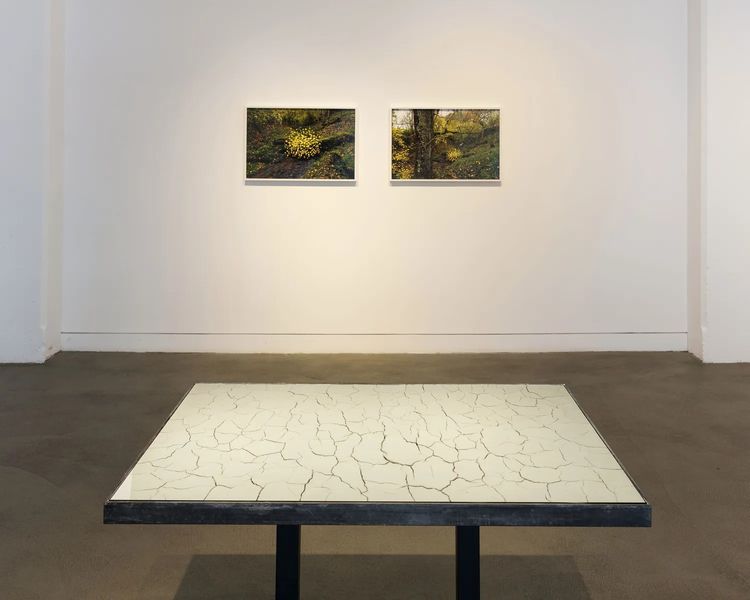 Installation view, Andy Goldsworthy: For Olle, Haines Gallery · 2026 (6)