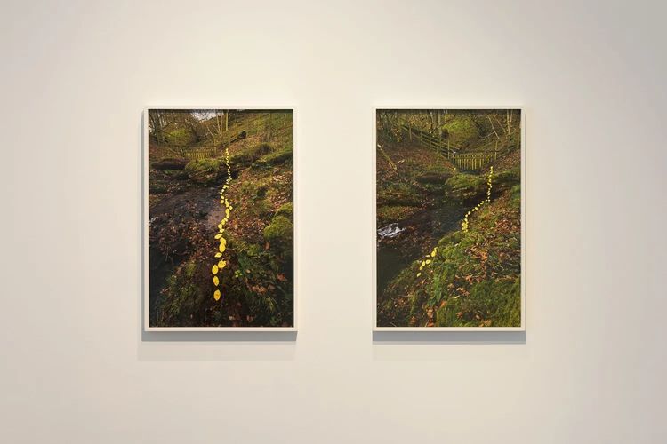 Installation view, Andy Goldsworthy: For Olle, Haines Gallery · 2026 (7)