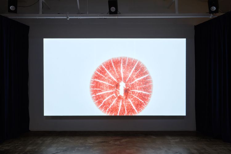 Installation view, The Goal of Our Health, Joan · 2025 (3)