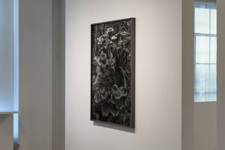 Installation view, Low Tide, Gallery Luisotti · 2026 (1)