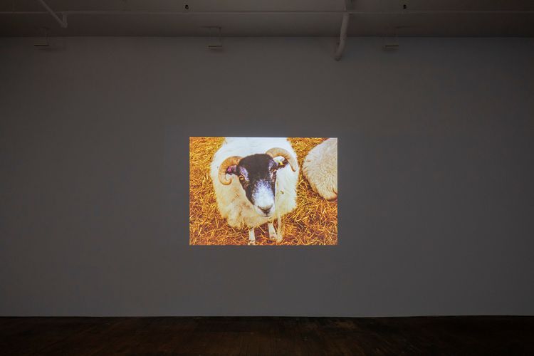 Installation view, Pygmalion Margaret Ursus Uan, Peter Freeman, Inc. · 2026 (1)