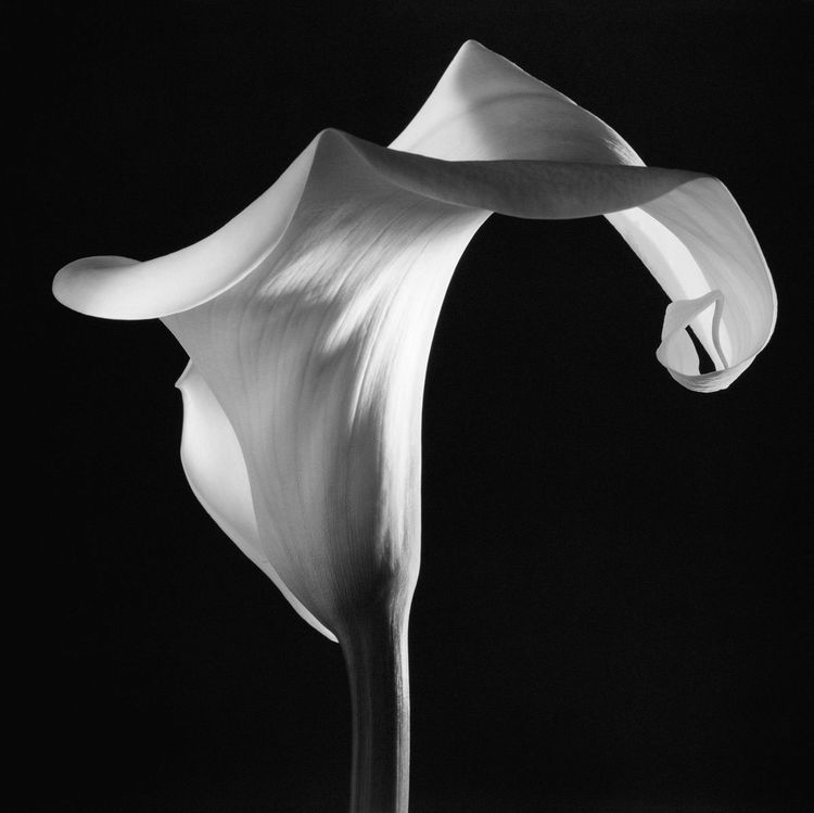 Installation view, Robert Mapplethorpe, Gladstone Gallery, 515 W 24th Street · 2026 (17)
