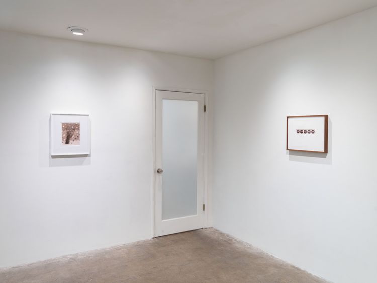 Installation view, x-ray island, Moskowitz Bayse · 2026 (1)