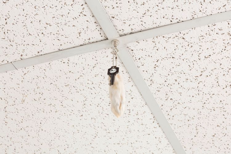 Installation view, Images, Gene's Dispensary · 2025 (13)