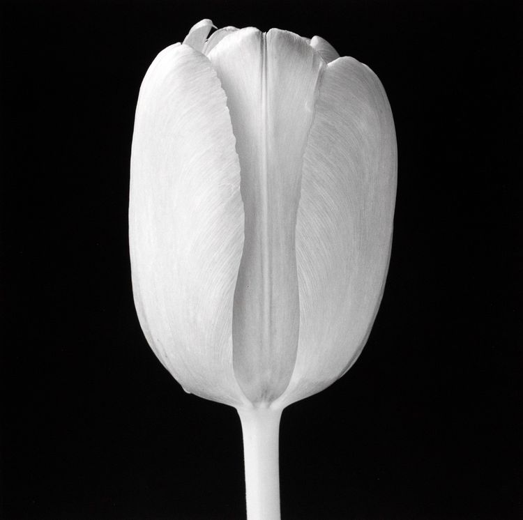 Installation view, Robert Mapplethorpe, Gladstone Gallery, 515 W 24th Street · 2026 (24)