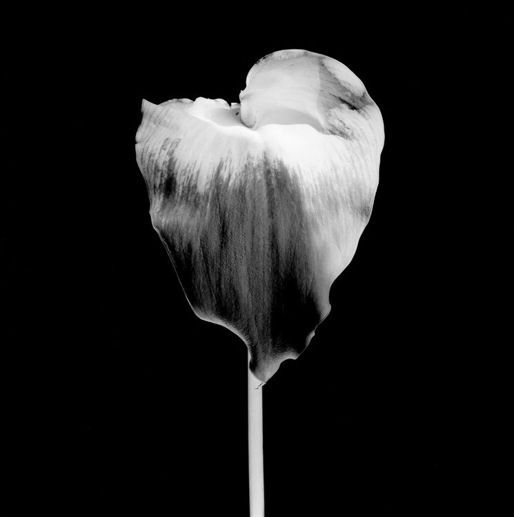 Installation view, Robert Mapplethorpe, Gladstone Gallery, 515 W 24th Street · 2026 (13)