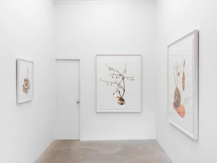 Installation view, I wish dying could be more like this. 但愿死像这样。, 56 Henry, 105 Henry Street · 2026 (2)