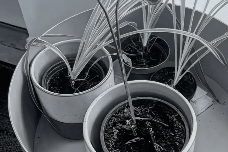 Installation view, House Plant Paintings, Rodder