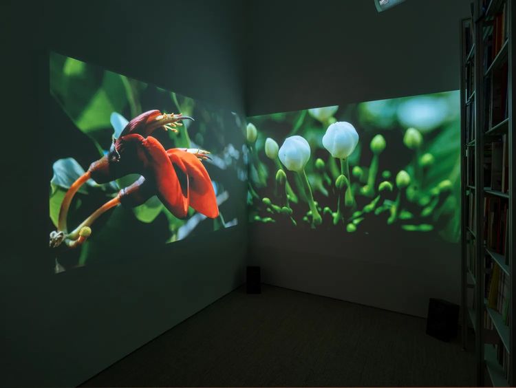 Installation view, From root to rain, Jane Lombard Gallery