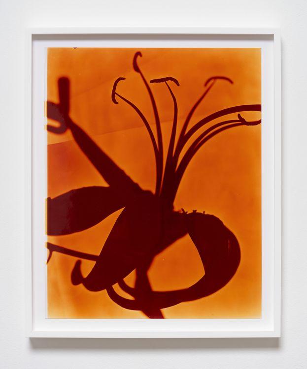 Installation view, x-ray island, Moskowitz Bayse · 2026 (12)