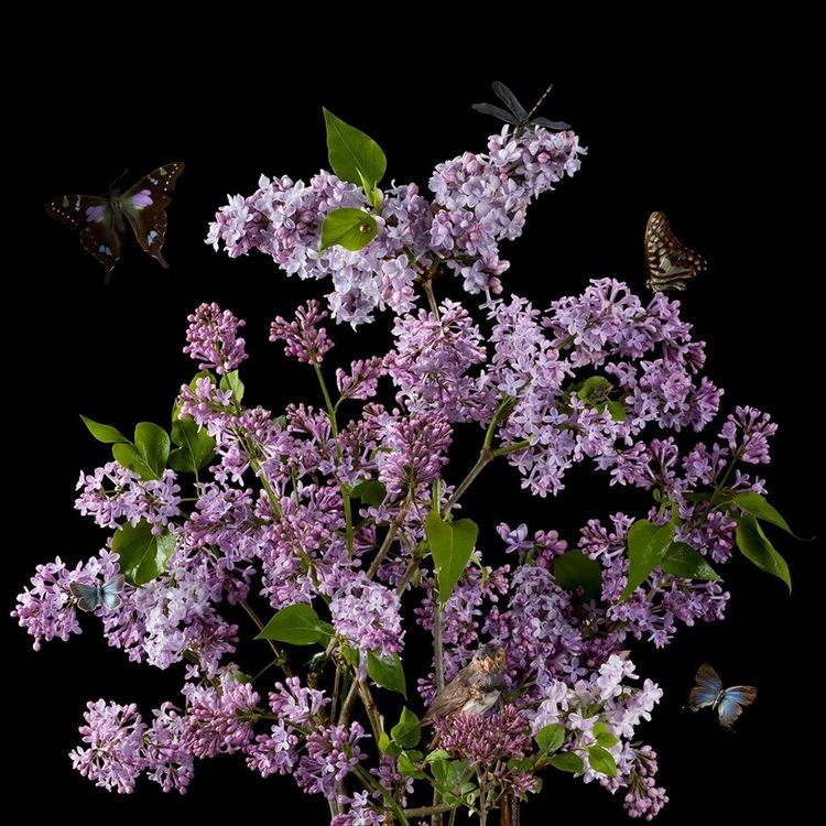 Installation view, Portraits in Bloom, Winston Wachter · 2025 (2)
