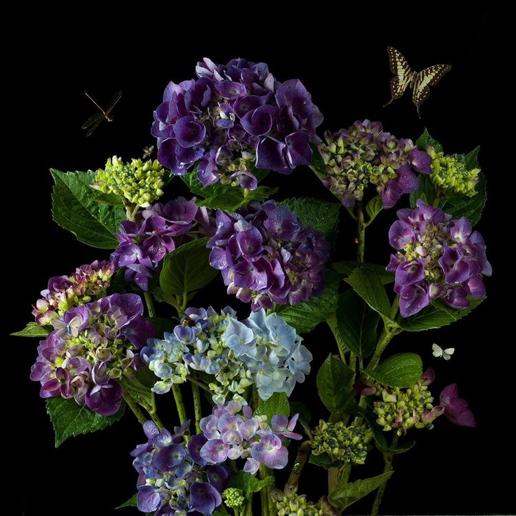 Installation view, Portraits in Bloom, Winston Wachter