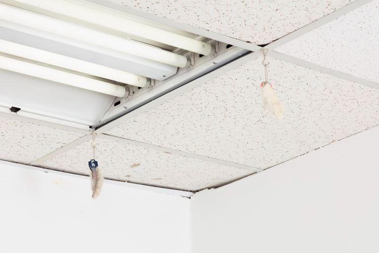 Installation view, Images, Gene's Dispensary · 2025 (7)