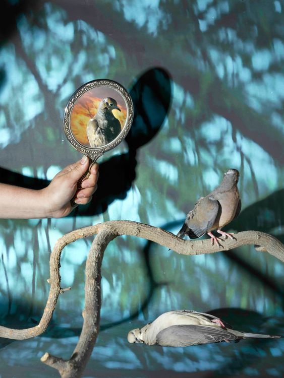 Installation view, Forest of Stars, Yancey Richardson · 2026 (2)