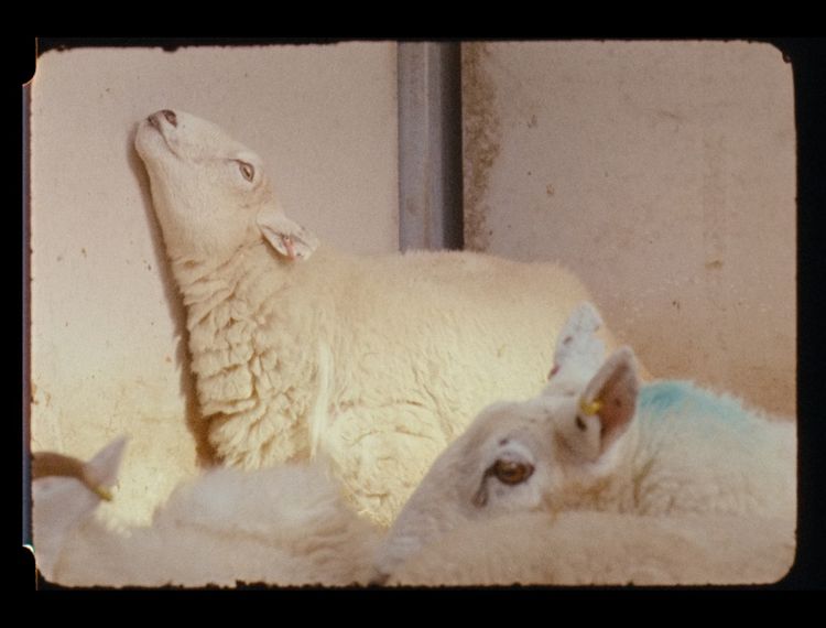 Installation view, Pygmalion Margaret Ursus Uan, Peter Freeman, Inc.