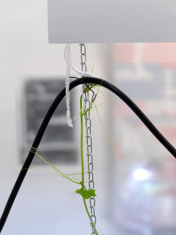 Installation view, Teachers Bouquets, Kai Matsumiya