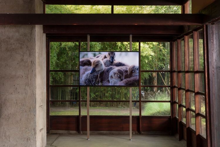 Installation view, The Future is Fragile, MAK Center for Art and Architecture at the Schindler House · 2025 (17)