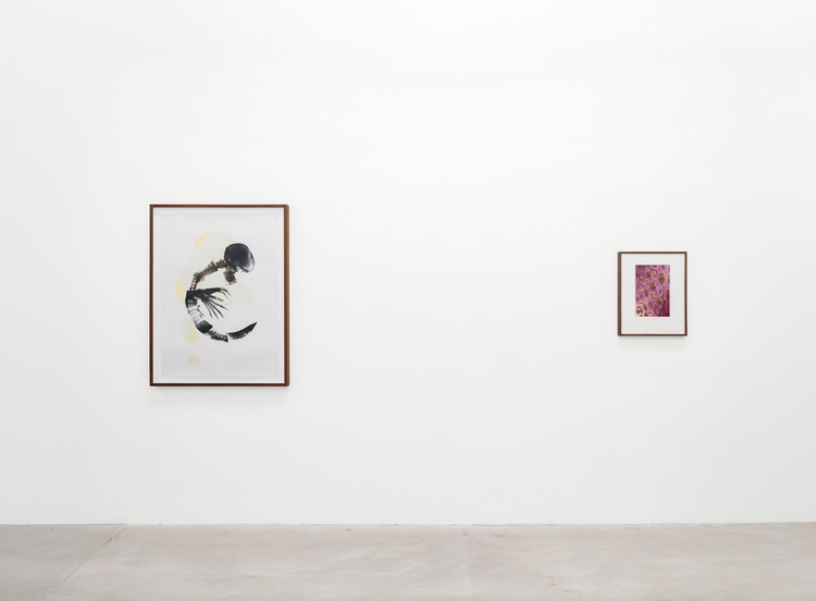 Installation view, x-ray island, Moskowitz Bayse · 2026 (10)