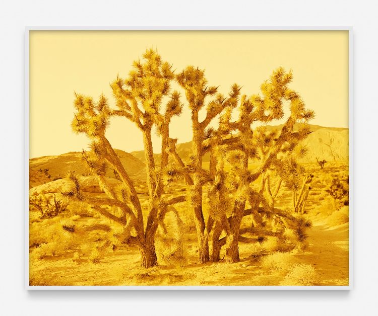 Installation view, David Benjamin Sherry, Nicelle Beauchene · 2025 (3)