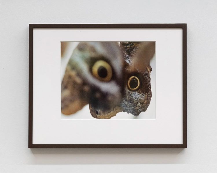 Installation view, if a butterfly ever saw an owl, OSMOS