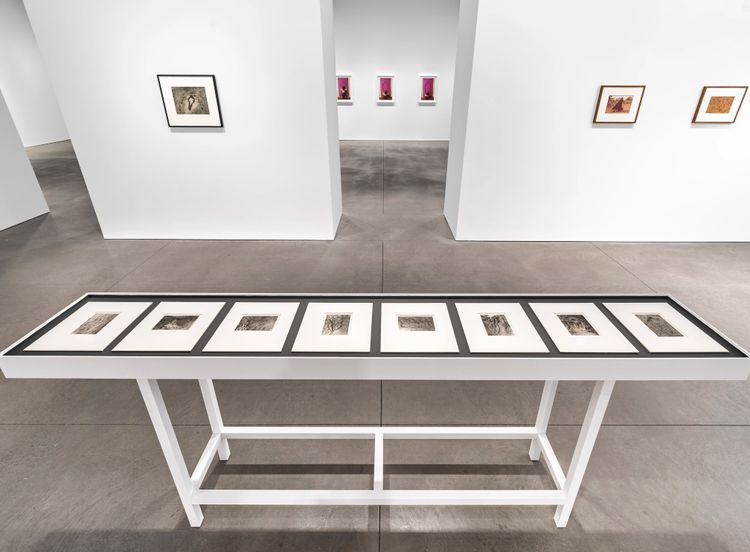 Installation view, Back to the Source, Marian Goodman, New York · 2025 (12)