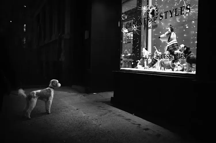 Installation view, Street Scenes, Leica Gallery · 2026 (3)