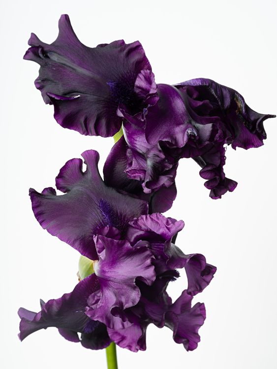 Installation view, Flowering, Yancey Richardson